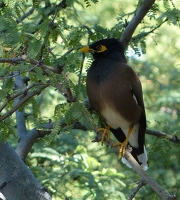 Common Myna